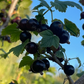 Grosella Negra (Ribes nigrum) - Perenne - Berry Bush - Zona 3 - Más de 200 semillas