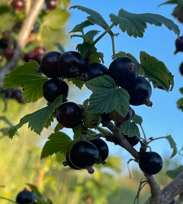 Grosella Negra (Ribes nigrum) - Perenne - Berry Bush - Zona 3 - Más de 200 semillas