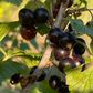 Grosella Negra (Ribes nigrum) - Perenne - Berry Bush - Zona 3 - Más de 200 semillas