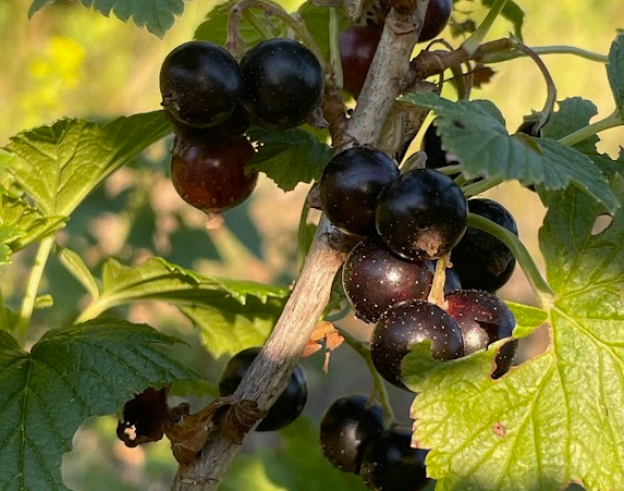 Grosella Negra (Ribes nigrum) - Perenne - Berry Bush - Zona 3 - Más de 200 semillas