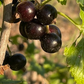 Grosella Negra (Ribes nigrum) - Perenne - Berry Bush - Zona 3 - Más de 200 semillas