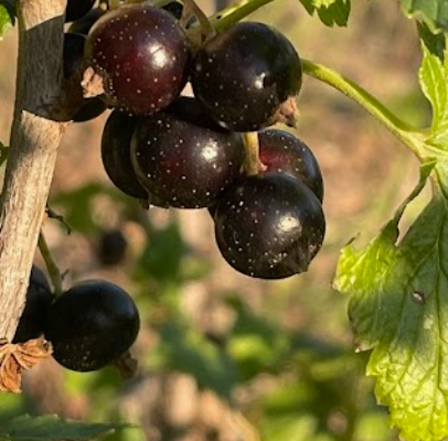 Grosella Negra (Ribes nigrum) - Perenne - Berry Bush - Zona 3 - Más de 200 semillas