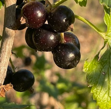 Black Currant Seeds