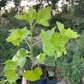 Jostine Jostaberry (Ribes x nidigrolaria 'Jostine')