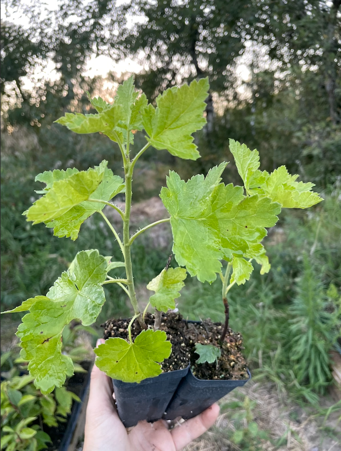 Jostine Jostaberry (Ribes x nidigrolaria 'Jostine')