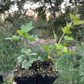 Alpine Currant (Ribes alpinum)