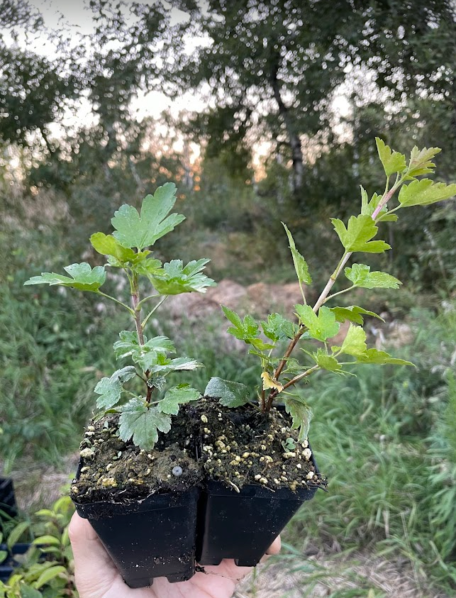 Native Alpine Currant Alpine Currant (Ribes alpinum) – Oak Summit Nursery