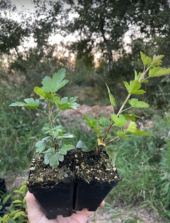 Alpine Currant (Ribes alpinum)