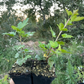 Alpine Currant (Ribes alpinum)