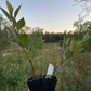 Cerisier noir de Nankin (Prunus tomentosa x Prunus besseyi 'Nigra')