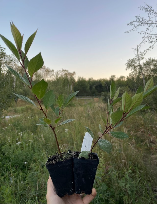 Black Nanking Cherry (Prunus tomentosa x Prunus besseyi 'Nigra')