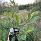 Cerisier noir de Nankin (Prunus tomentosa x Prunus besseyi 'Nigra')