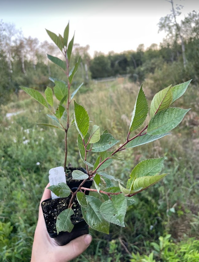 Black Nanking Cherry (Prunus tomentosa x Prunus besseyi 'Nigra')