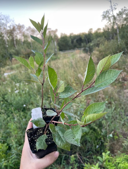 Black Nanking Cherry (Prunus tomentosa x Prunus besseyi 'Nigra')