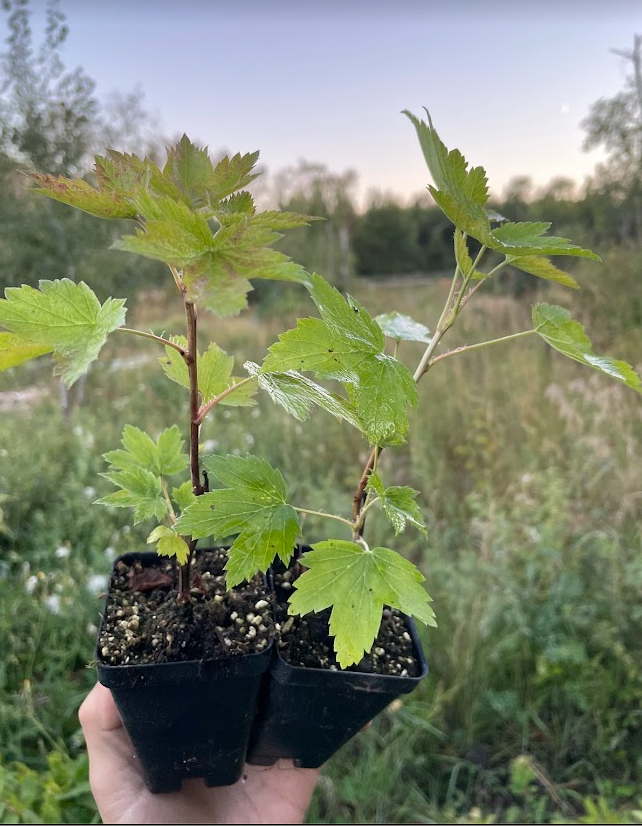 American Black Currant (Ribes americanum)