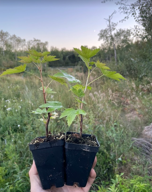 American Black Currant (Ribes americanum)