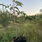 Bob Gordon Elderberry (Sambucus canadensis 'Bob Gordon')
