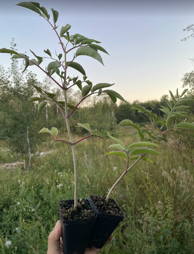 Bob Gordon Elderberry (Sambucus canadensis 'Bob Gordon')