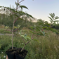 Bob Gordon Elderberry (Sambucus canadensis 'Bob Gordon')