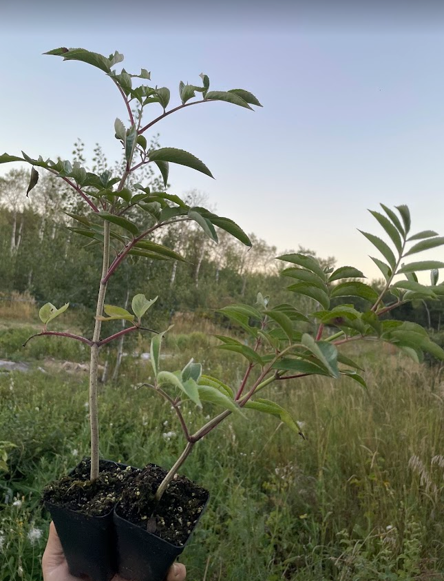 Bob Gordon Elderberry (Sambucus canadensis 'Bob Gordon')