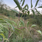 Bob Gordon Elderberry (Sambucus canadensis 'Bob Gordon')