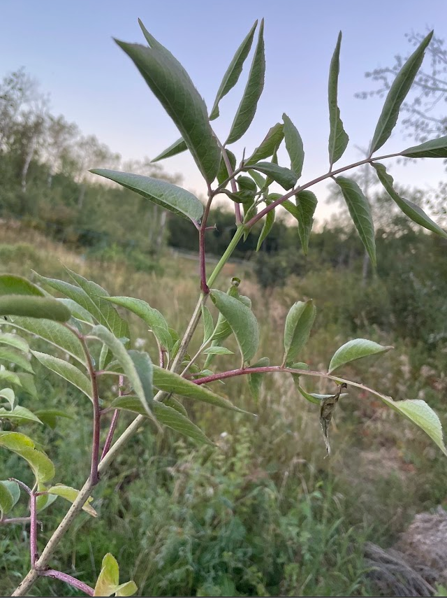 Bob Gordon Elderberry (Sambucus canadensis 'Bob Gordon')