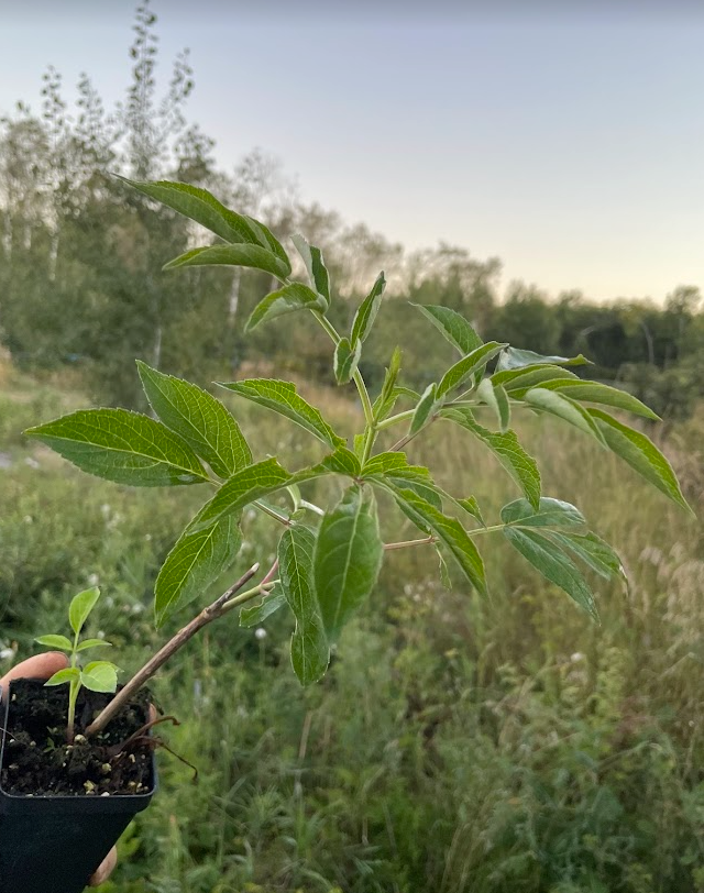 Adams Elderberry (Sambucus canadensis 'Adams')