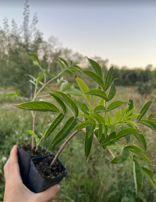 Adams Elderberry (Sambucus canadensis 'Adams')