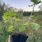 Jostaberry (Ribes x nidigrolaria 'Josta')