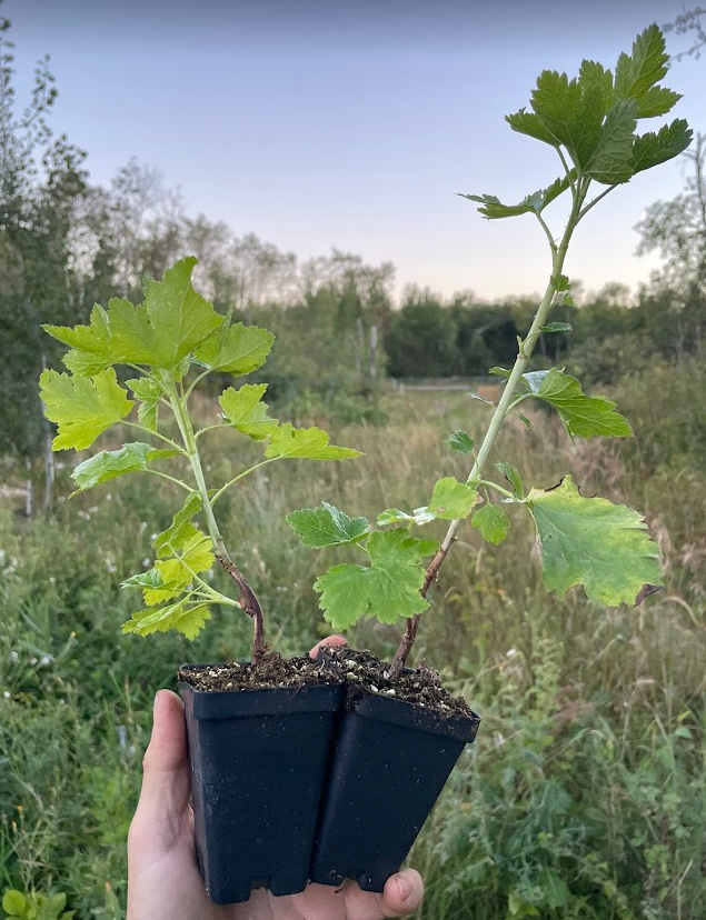 Baie de Josta (Ribes x nidigrolaria 'Josta')