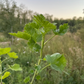 Jostaberry (Ribes x nidigrolaria 'Josta')