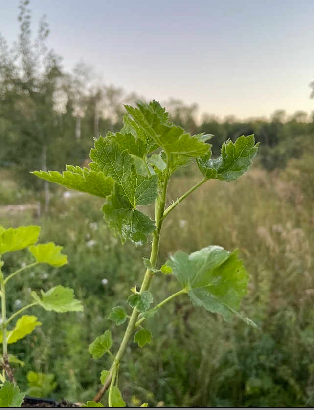 Baie de Josta (Ribes x nidigrolaria 'Josta')