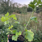 Jostaberry (Ribes x nidigrolaria 'Josta')