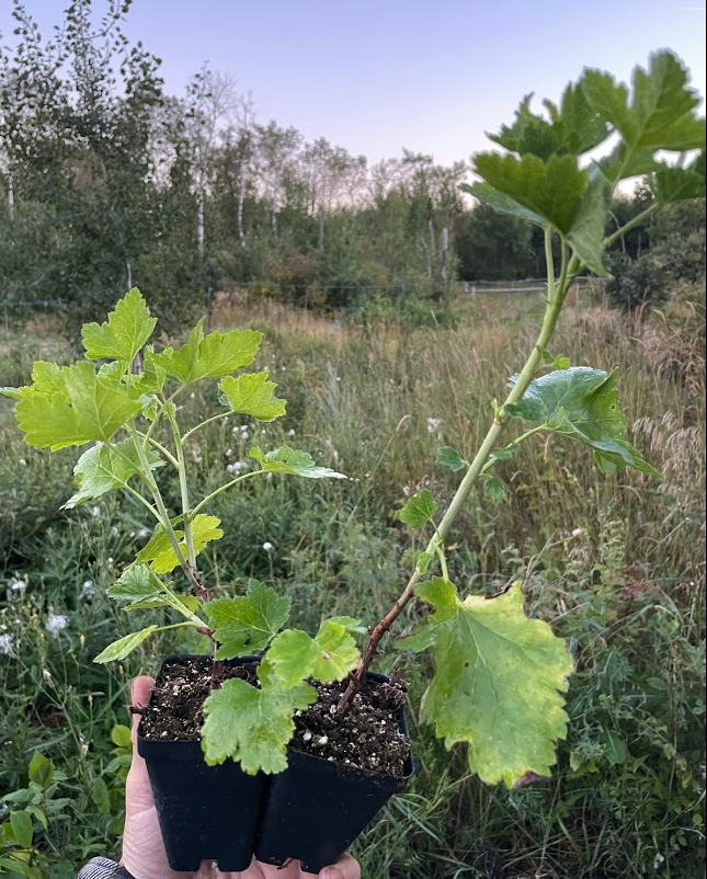 Baie de Josta (Ribes x nidigrolaria 'Josta')