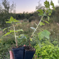 Minaj Smyriou Black Currant (Ribes nigrum 'Minaj Smyriou')