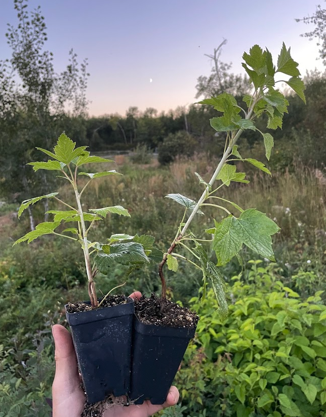 Minaj Smyriou Black Currant (Ribes nigrum 'Minaj Smyriou')