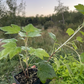 Minaj Smyriou Black Currant (Ribes nigrum 'Minaj Smyriou')