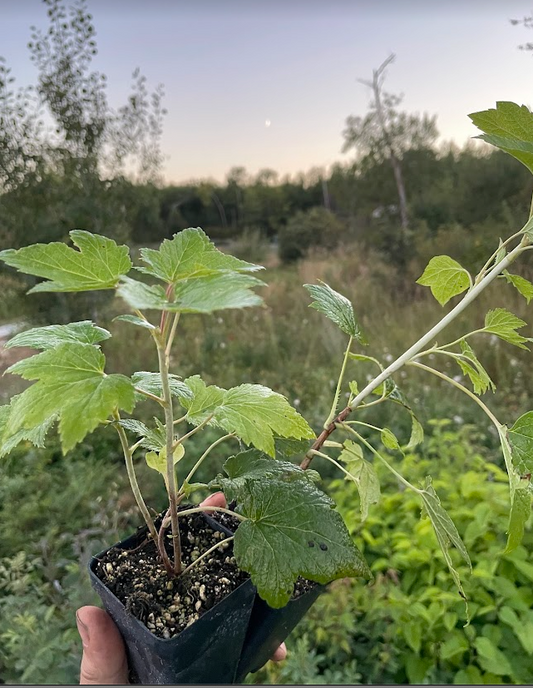 Minaj Smyriou Black Currant (Ribes nigrum 'Minaj Smyriou')