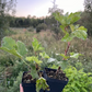 Primus White Currant (Ribes rubrum 'Primus')