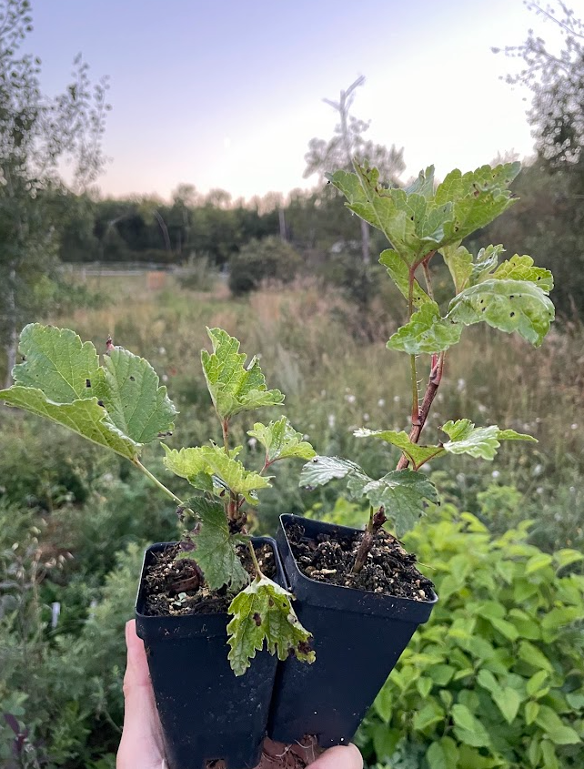 Primus White Currant (Ribes rubrum 'Primus')