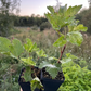 Primus White Currant (Ribes rubrum 'Primus')