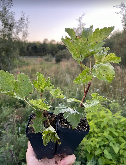 Primus White Currant (Ribes rubrum 'Primus')