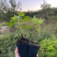 Jonkheer van Tets Red Currant (Ribes rubrum ‘Jonkheer van Tets’)