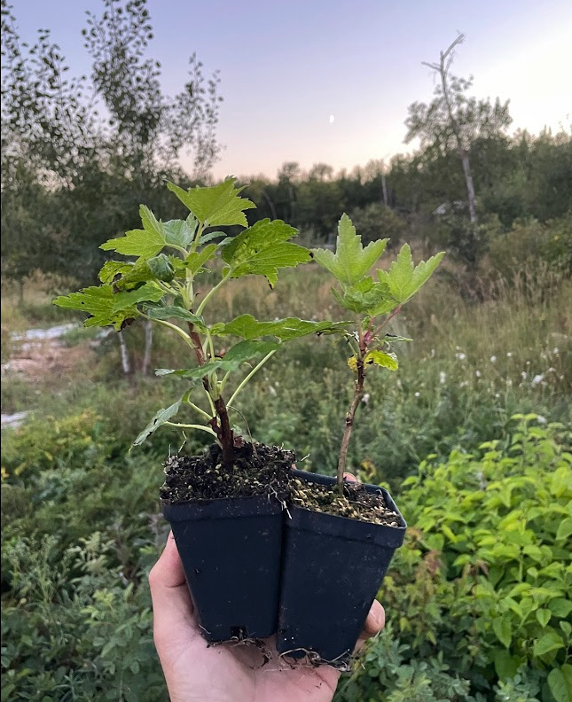 Groseille Jonkheer van Tets (Ribes rubrum 'Jonkheer van Tets')