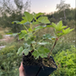 Jonkheer van Tets Red Currant (Ribes rubrum ‘Jonkheer van Tets’)