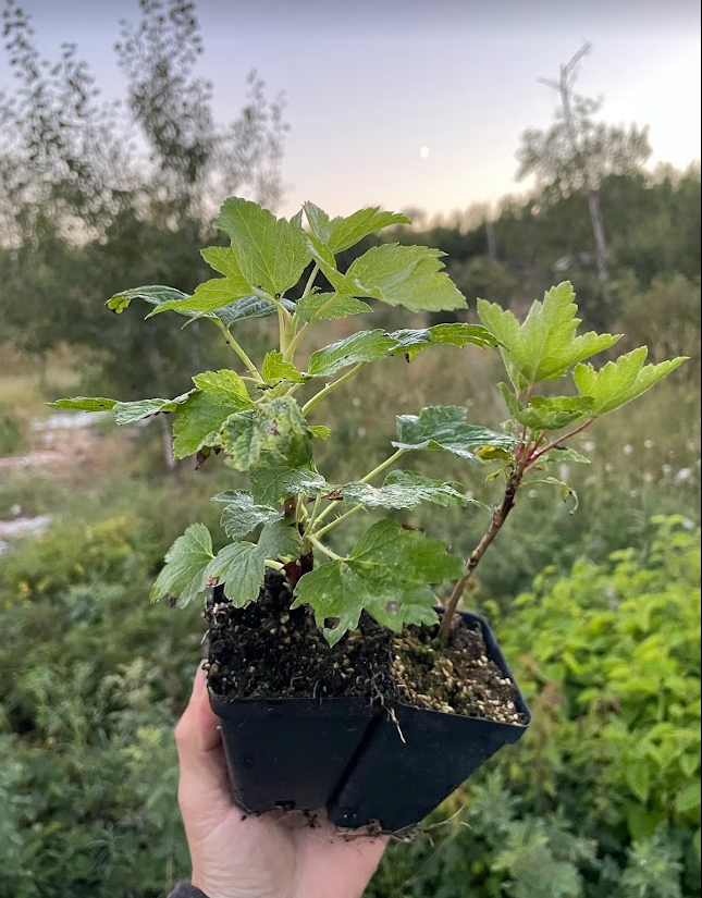 Groseille Jonkheer van Tets (Ribes rubrum 'Jonkheer van Tets')