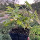 Blackdown Black Currant (Ribes nigrum 'Blackdown')