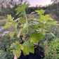 Blackdown Black Currant (Ribes nigrum 'Blackdown')