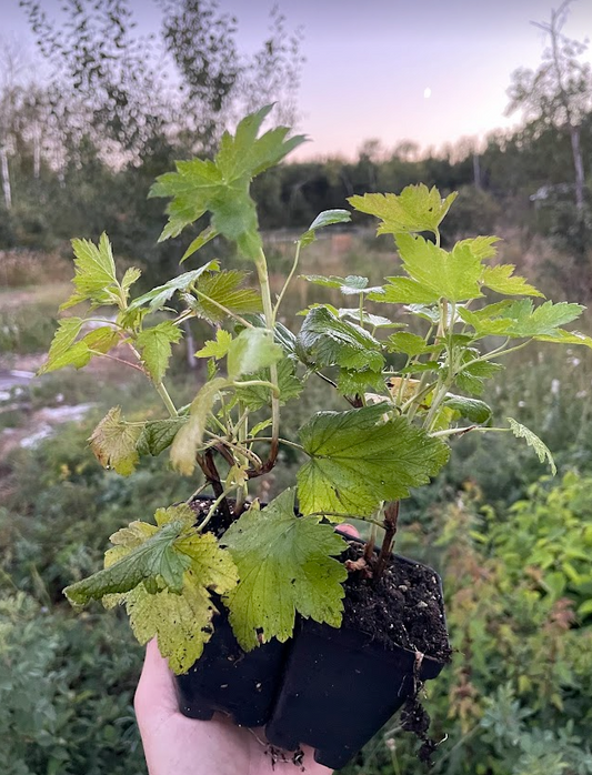 Blackdown Black Currant (Ribes nigrum 'Blackdown')