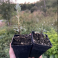 Silver Star Sea Buckthorn (Hippophae rhamnoides 'Silver Star') - Male Pollinator